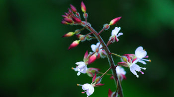 Enchanter's nightshade flowers and seedpods close-up Enchanter's nightshade flowers and seedpods close-up