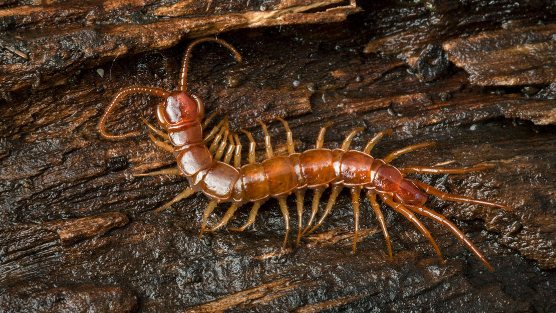 Common centipede on wet bark