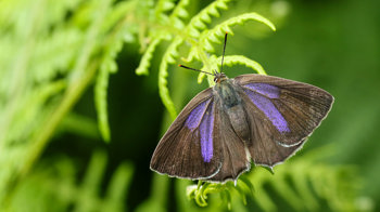 Purple hairstreak perched on bracken Purple hairstreak perched on bracken