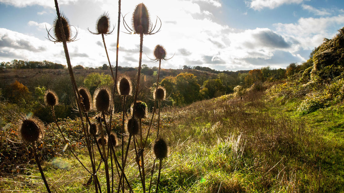 Overgrown grazing meadow at Grinnels Wood