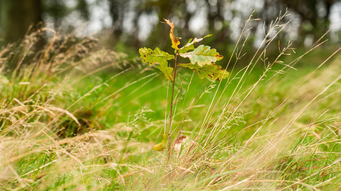 Small sapling growing from overgrown meadow