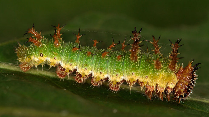 White admiral caterpillar on a leaf