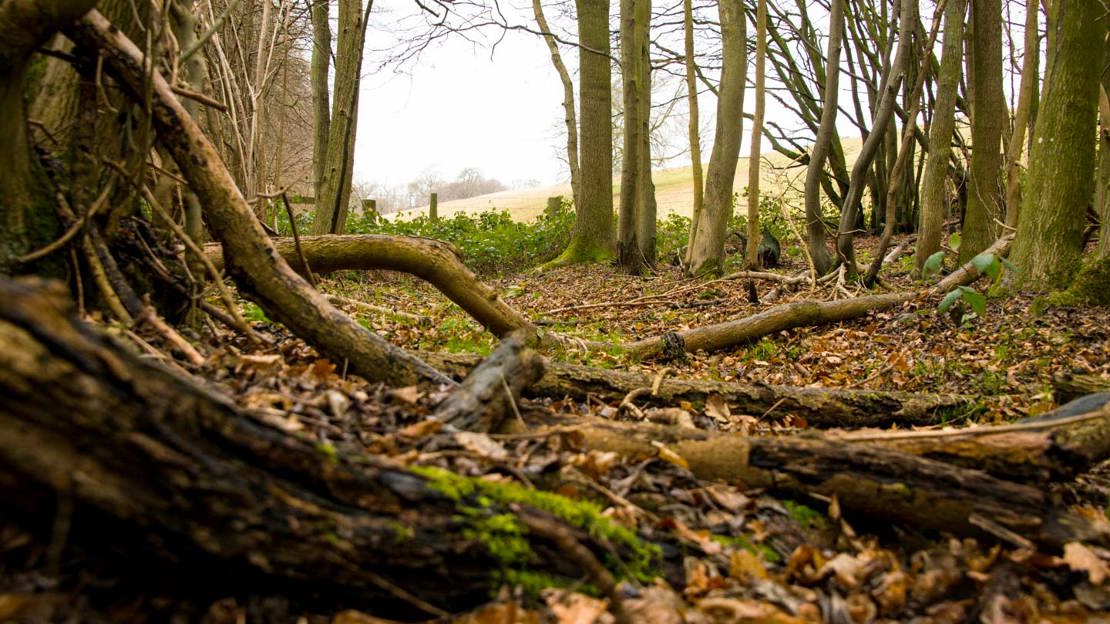 View from the woodland floor in winter