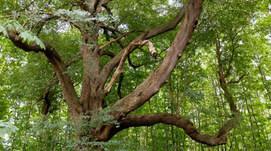 Large multi-stemmed tree in Brewers Wood with smaller green-leafed trees in the background