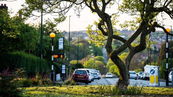 A twisted tree trunk with a pelican crossing and cars parked along a street in the background