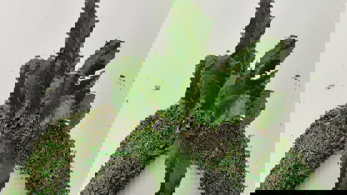 Close up of a holly twig laid at 45 degrees on a wreath base
