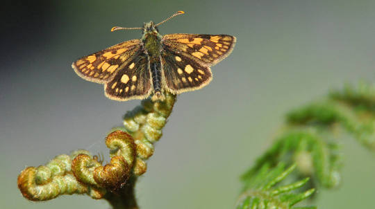Chequered skipper butterfly resting on bracken