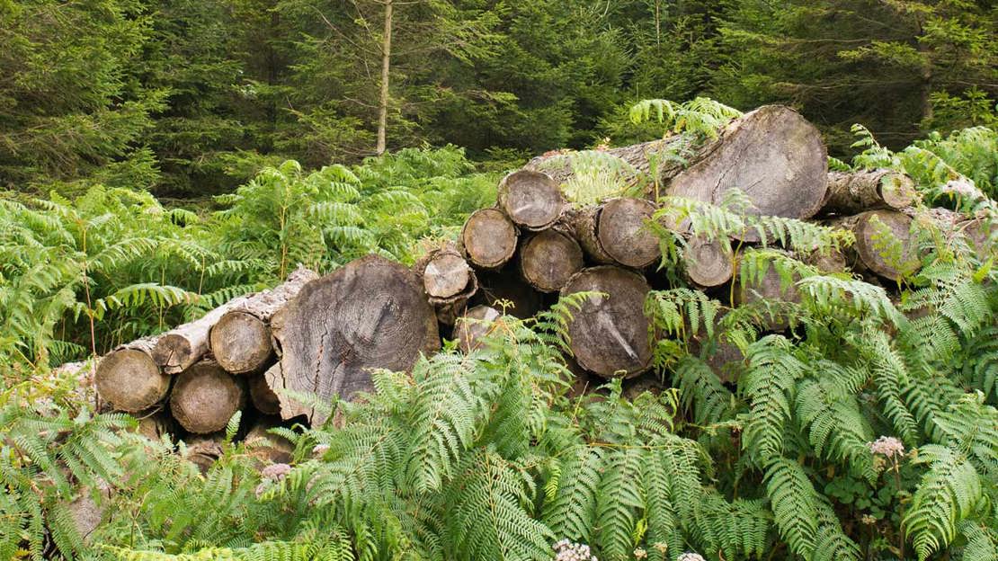 A pile of felled timber with ferns in the foreground and conifers in the background