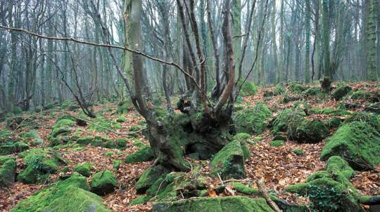 An old coppiced beech tree covered in moss, surrounded by fallen leaves and mossy rocks in a wood