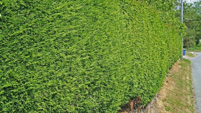 Cypress clipped garden hedge