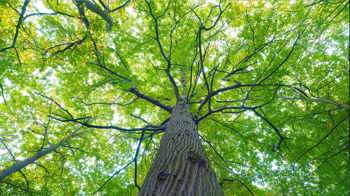 Wych elm canopy at Epping Forest Wych elm canopy at Epping Forest