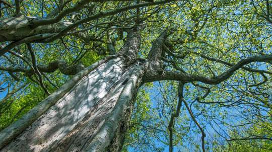 Ancient wild service tree in Stoke Woods