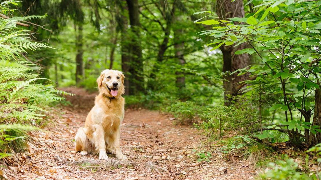 labrador sitting in woodland