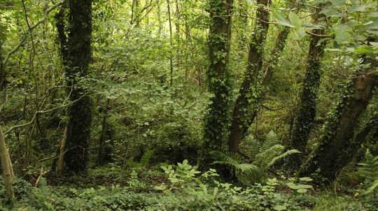 Lush green woodland