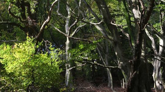 Twisted, leafless tree trunks in a dark wood