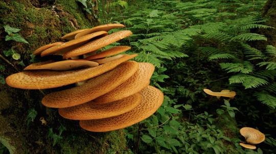 Fruiting bodies of dryad's saddle fungi