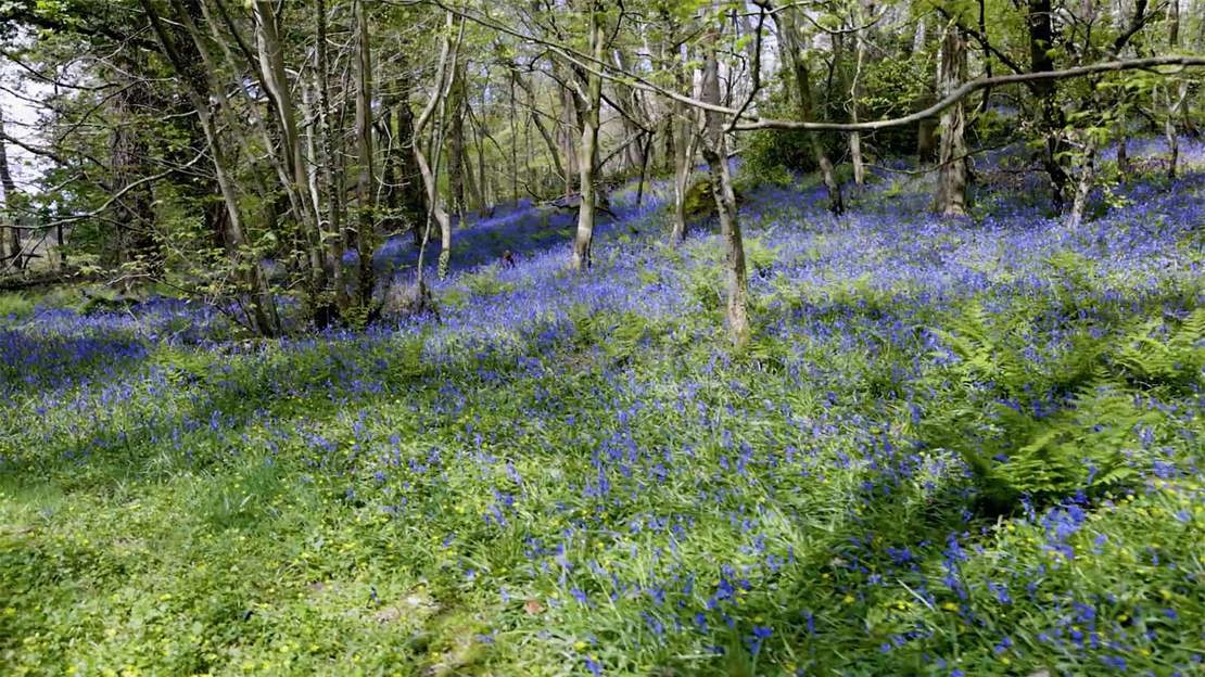 Bluebells in a woodland