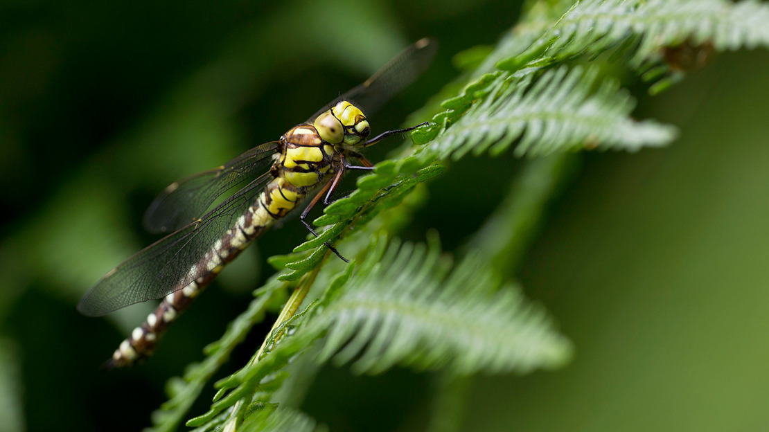 Large hawker dragonfly