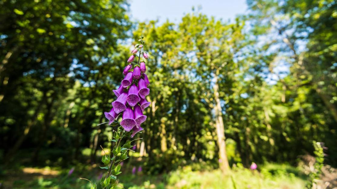 Foxglove in woodland at Mourne Park