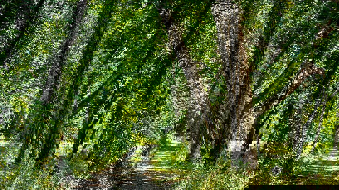 Path leading through green leafy trees