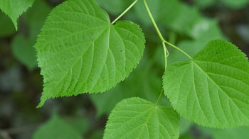 Large-leaved lime leaves Large-leaved lime leaves