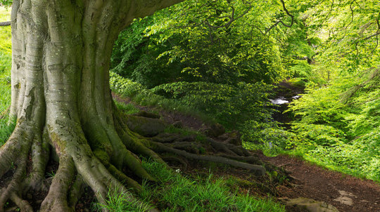 Close up of ancient tree trunk with roots reaching out over the soil in a leafy green woodland
