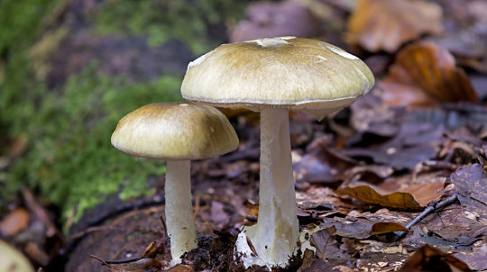 Deathcap mushroom