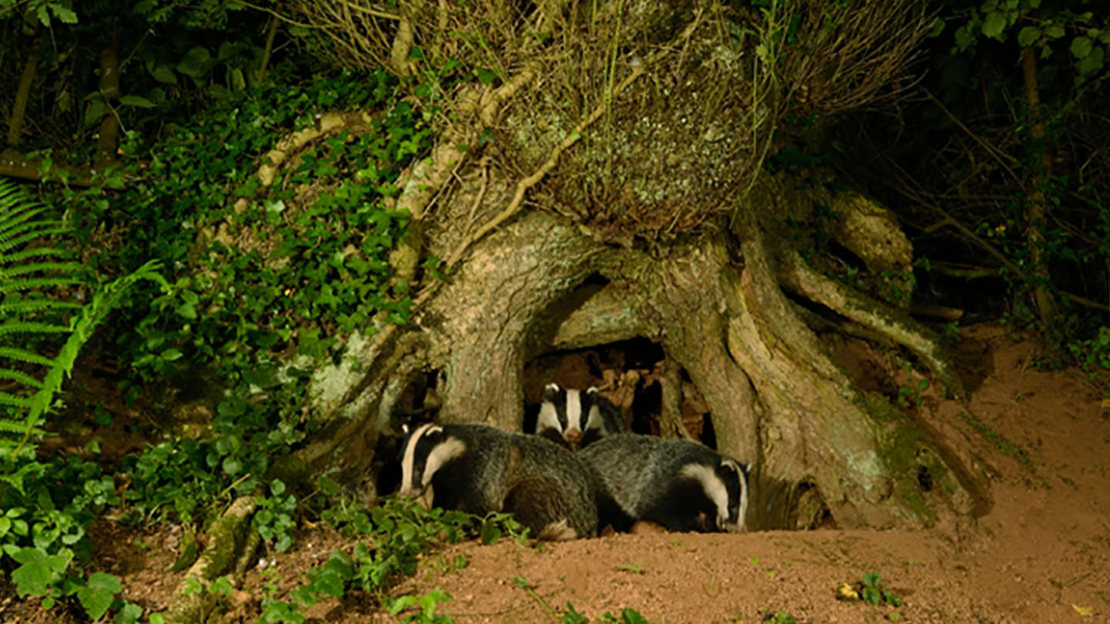 Badger mother and cubs leaving sett under tree roots