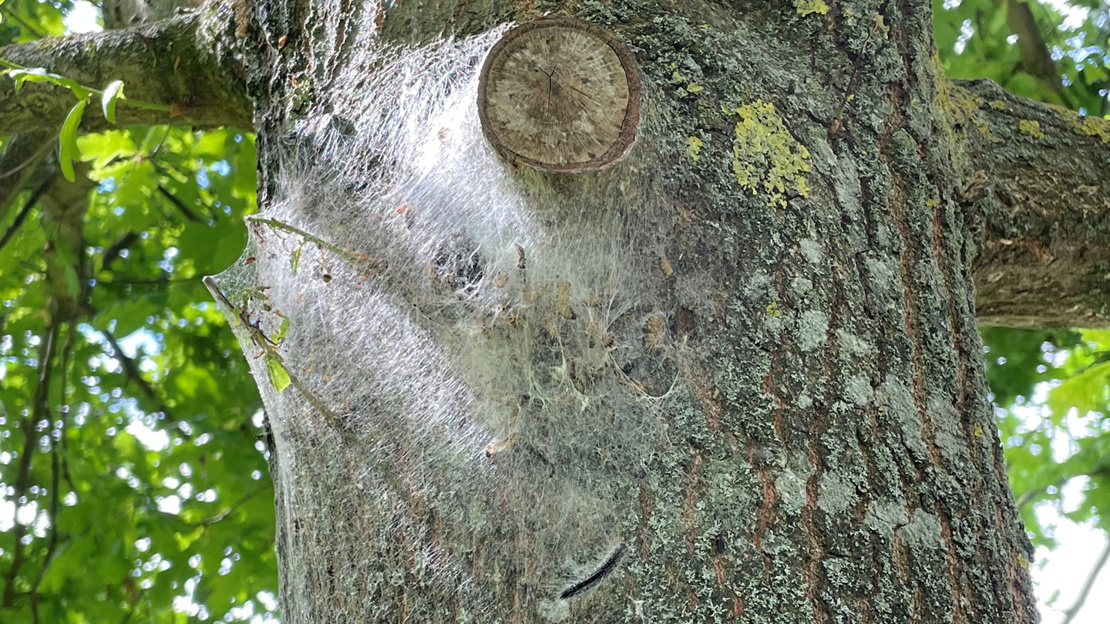 Oak processionary moth on trunk