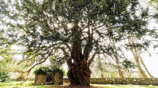 Sun streaming through the ncient Cudham Yew