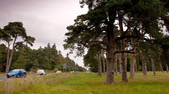 Trees with white crosses painted on their trunks standing alongside a busy road