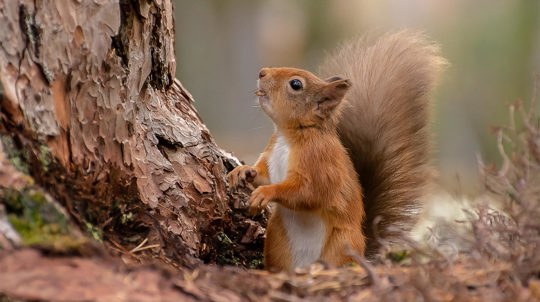 Red Squirrel holding pine cone scale in mouth