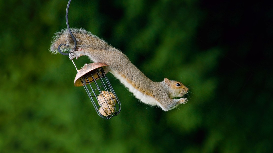 Grey squirrel hanging and eating from a bird feeder