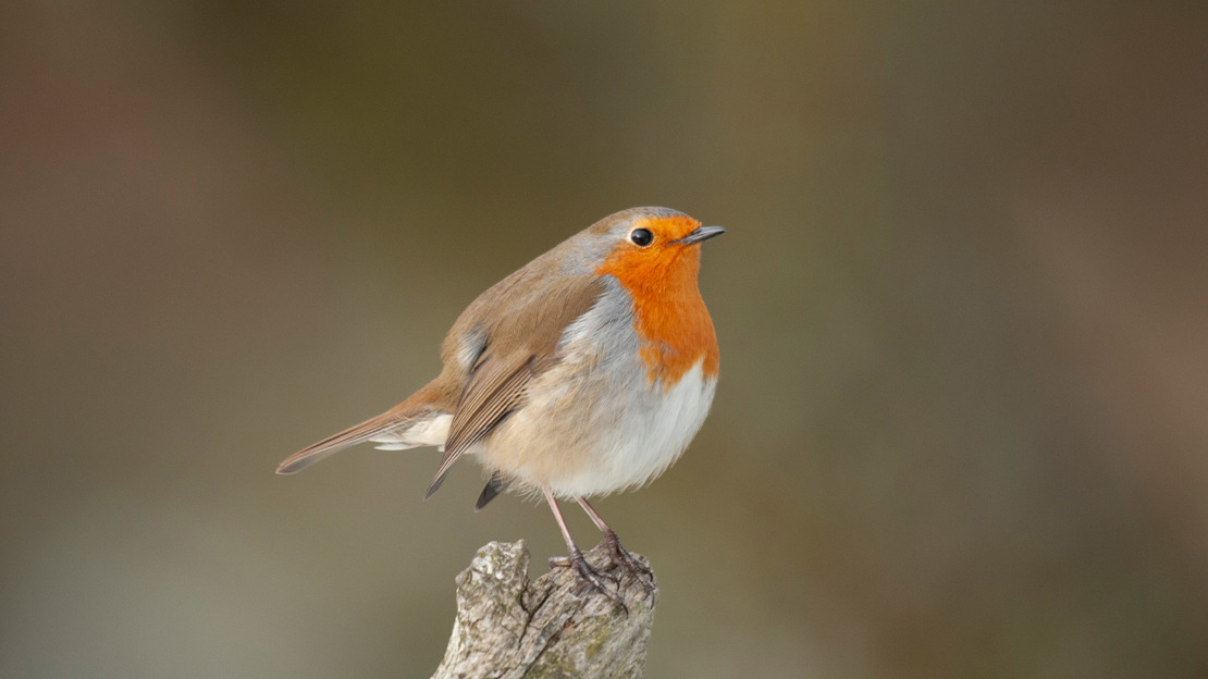 Robin perched on the end of a broken branch