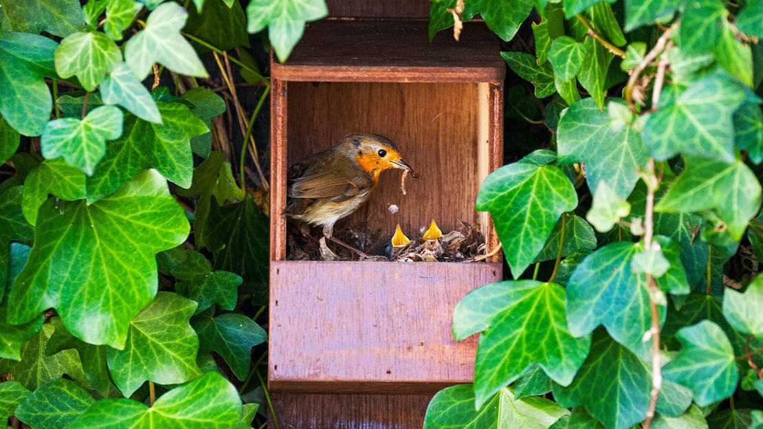 Robin adult and fledglings in nest box