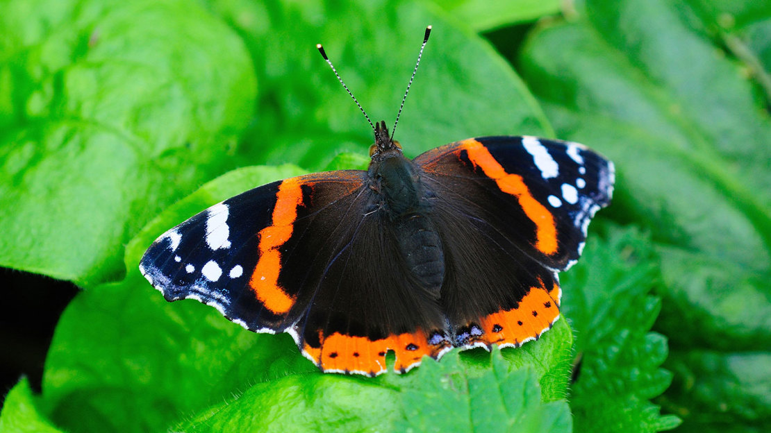 Red Admiral butterfly