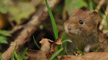 Bank vole showing close up of head Bank vole showing close up of head