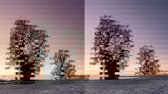 Silhouette of an ancient oak on frosty grassland against a purple sky at sunrise