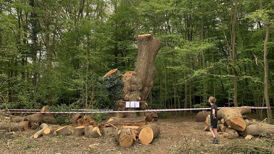 The remains of the Guy Fawkes oak trunk and its limbs