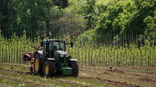 A green tractor in a field of young trees growing at a nursery