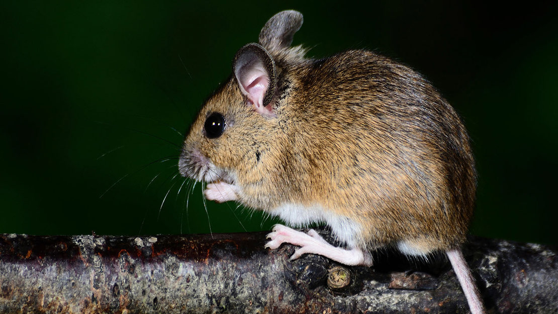 House Mouse or Field Mouse? Types of Mice - Woodland Trust
