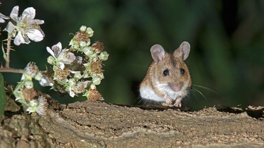 Wood mouse in woods