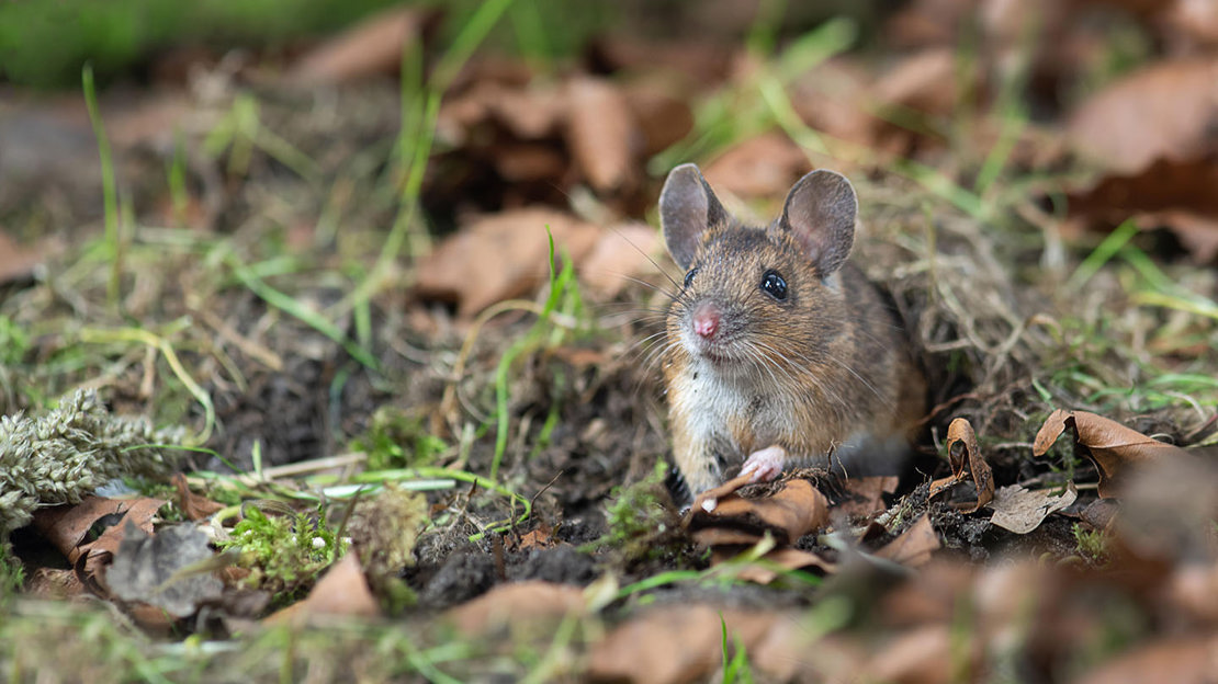 Wood mouse in leaves