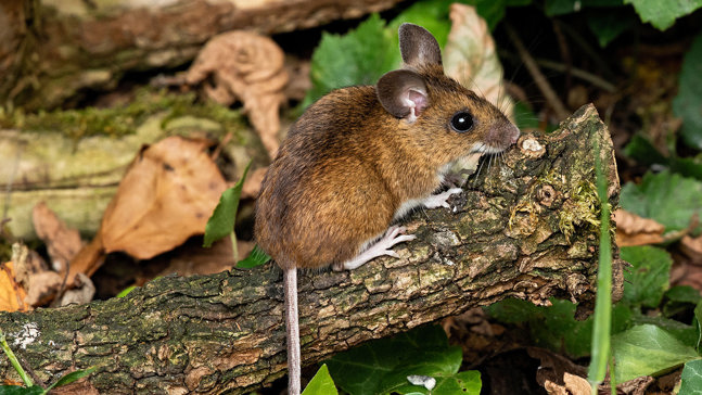 House Mouse Or Field Mouse Types Of Mice Woodland Trust House Mouse Or Field Mouse Types Of Mice Woodland Trust
