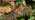 Wood mouse on trunk