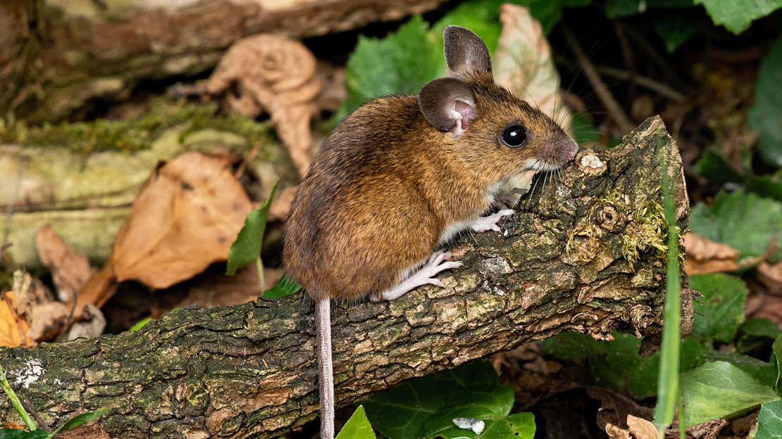 Wood mouse on trunk