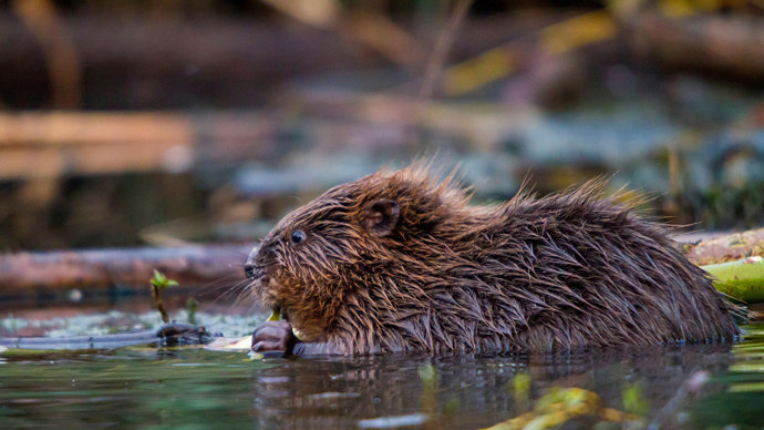 Eurasian beaver feeding on willow twig in water