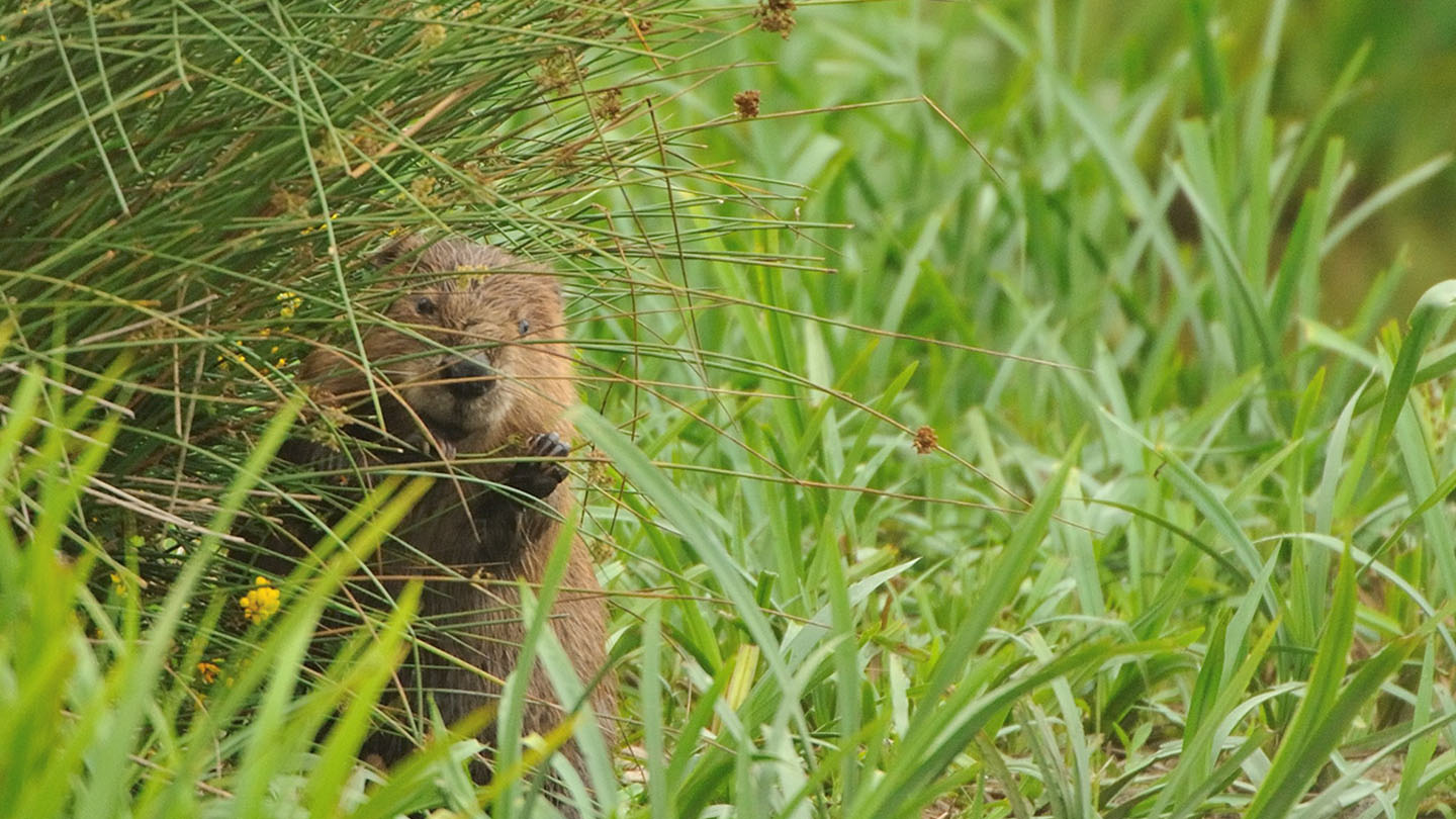 Beaver (Castor fiber) British Mammals Woodland Trust