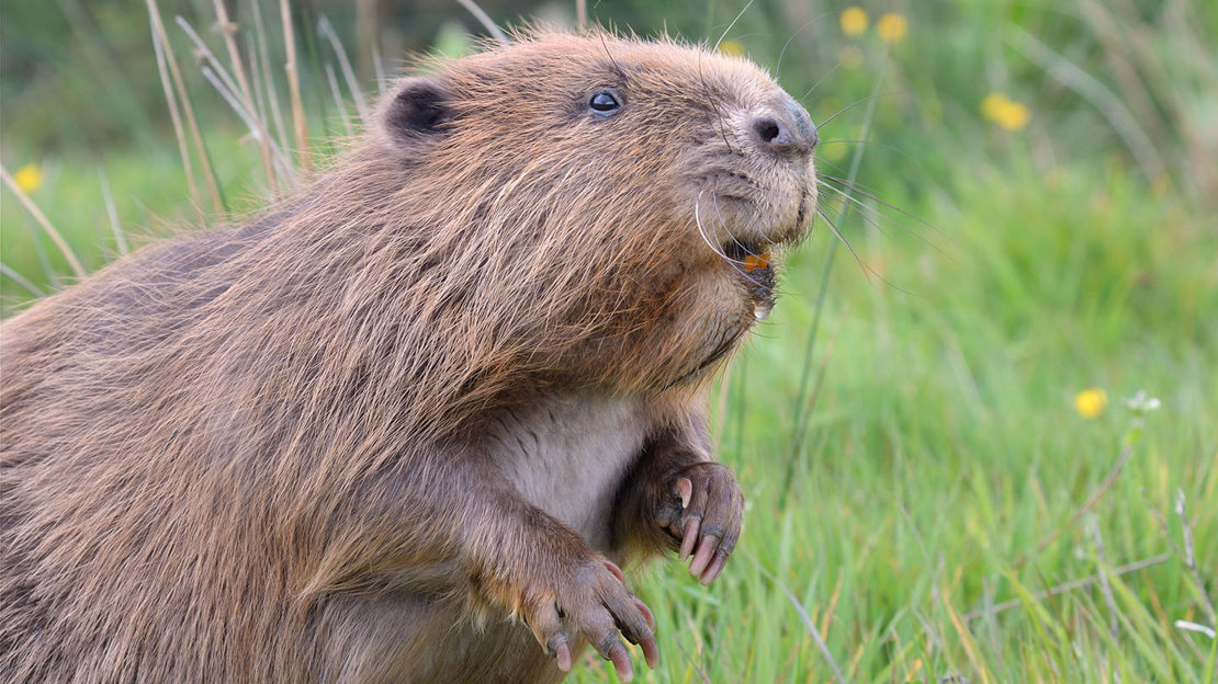 Eurasian beaver sitting up
