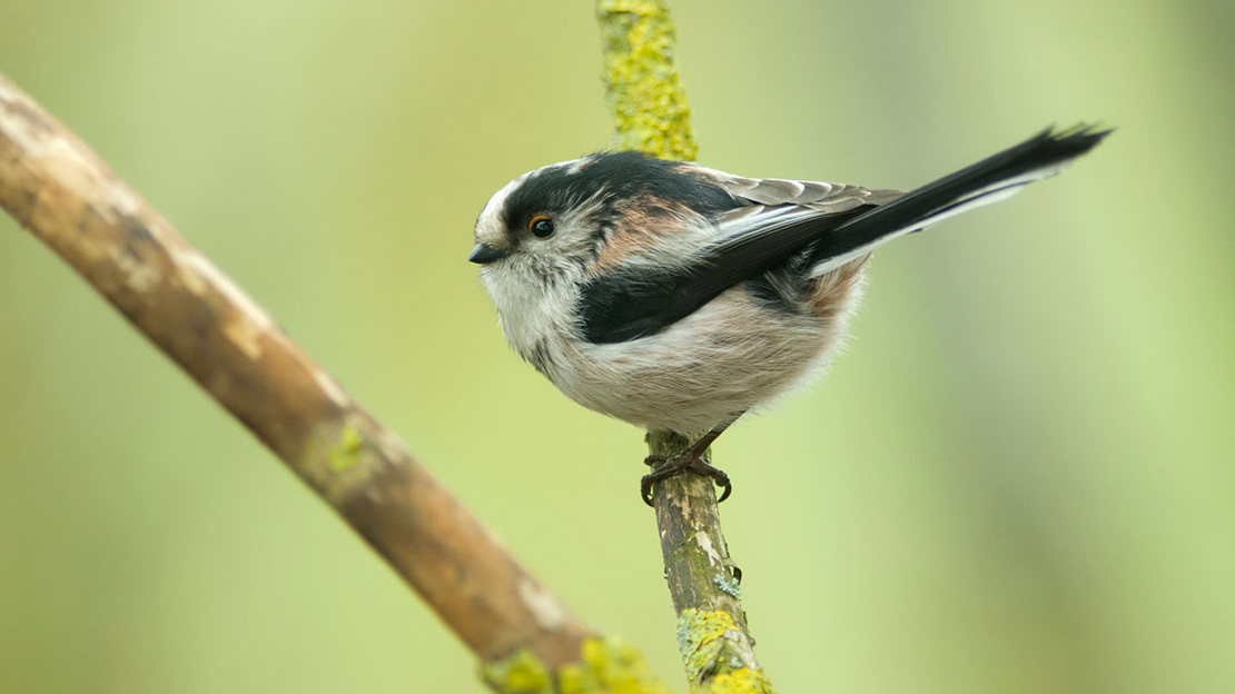 Long-tailed tit perched on branch